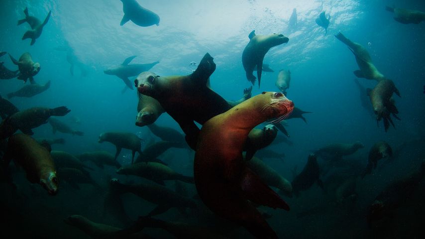 California sea lions off Anacapa Island, Channel Islands National Park, California, USA