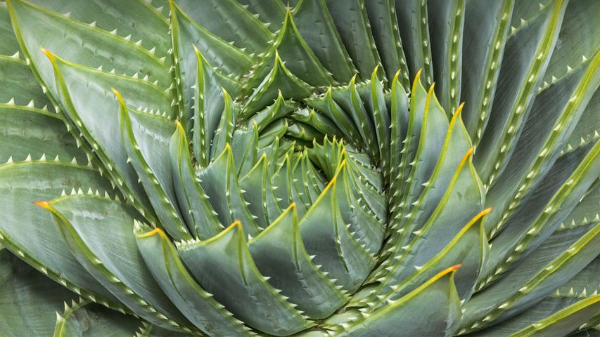 Aloe spirale