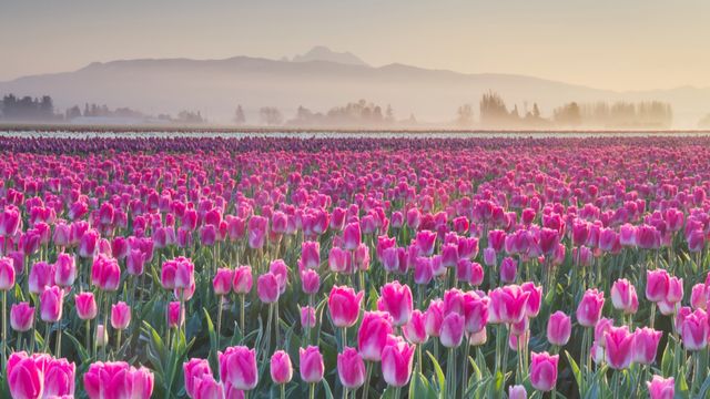 Tulpenfelder im Skagit Valley, Washington, USA