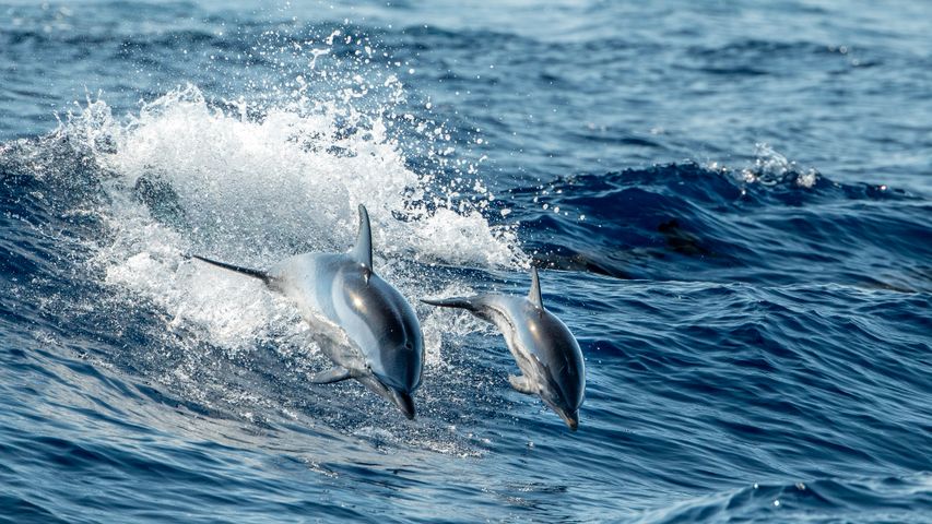 Vista dall'alto di delfini che nuotano nel mare, Genova, Italia