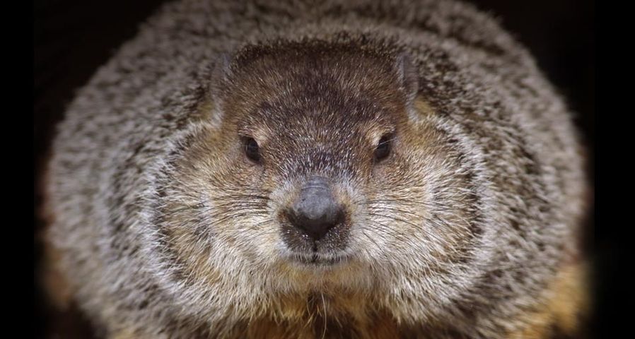 One of the groundhogs at Brookfield Zoo in Brookfield, Illinois