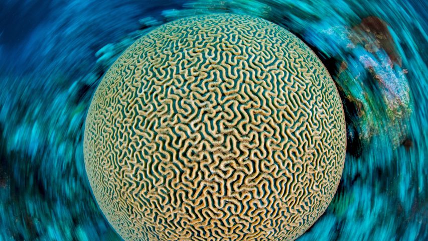 Symmetrical brain coral on a reef in the Caribbean Sea near Grand Cayman, Cayman Islands