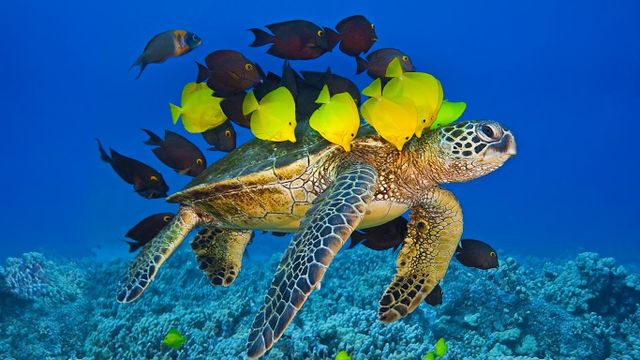 Green sea turtle being cleaned by reef fish off the Kona Coast, Big Island, Hawaii