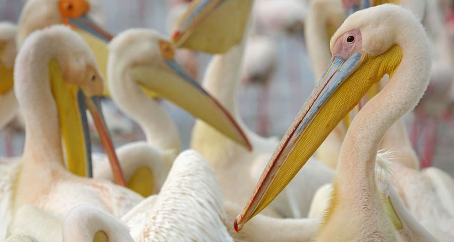 White Pelicans on  Lake Nakuru, Kenya