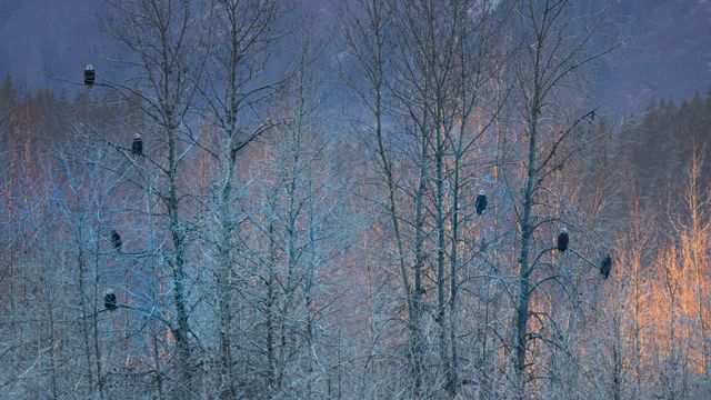 Group of bald eagles near Haines, Alaska