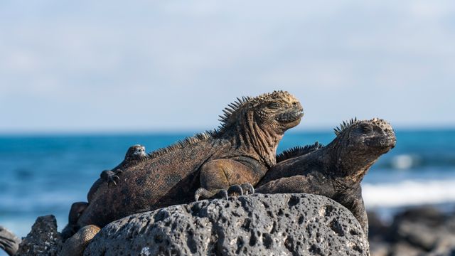 Marine iguanas, Galápagos Islands, Ecuador