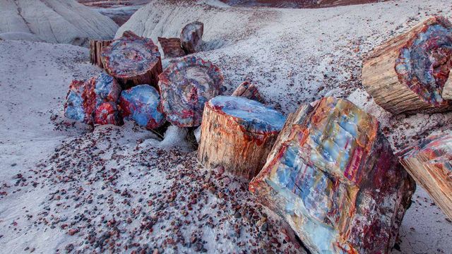 Versteinertes Holz im Petrified-Forest-Nationalpark, Arizona, USA