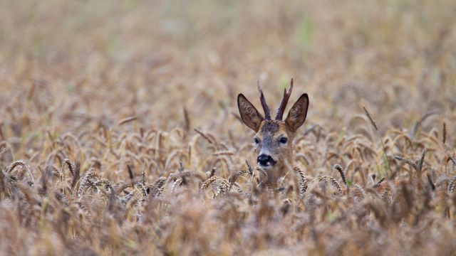 Roe deer buck, Schleswig-Holstein, Germany