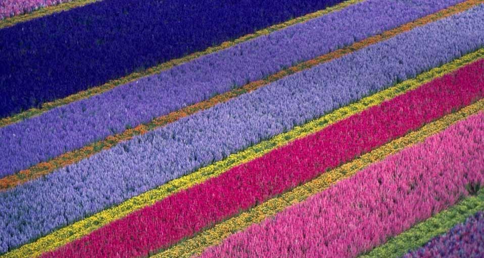 Flower farm in Lompoc, California