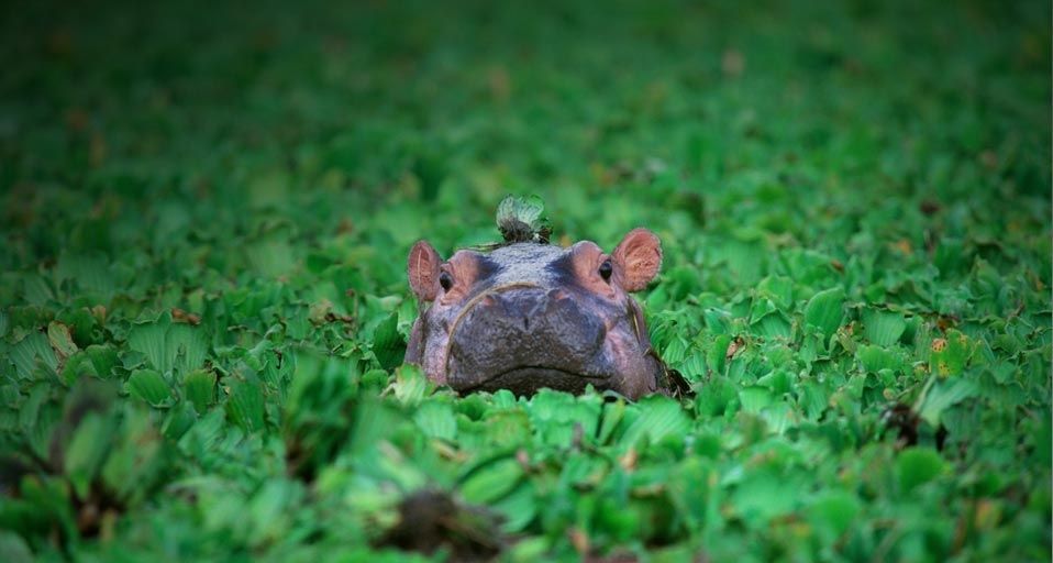 Hippo in the Grumeti River, Serengeti National Park, Tanzania