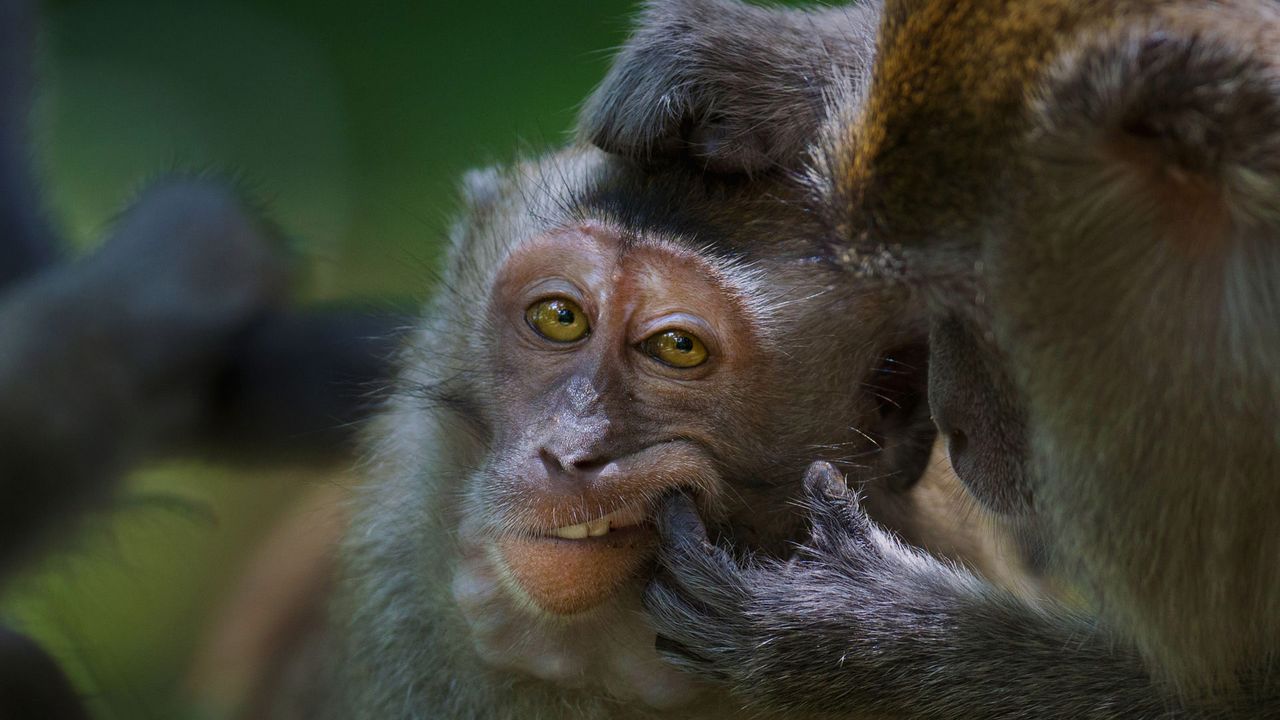 Crab-eating macaque in Bako National Park, Malaysia 