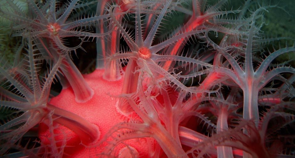 Deepwater mushroom soft coral