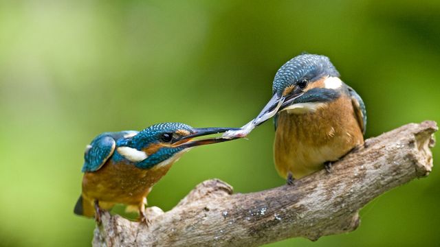 Zwei Eisvögel streiten sich um einen Fisch, Oberpleis, Königswinter, Nordrhein-Westfalen, Deutschland