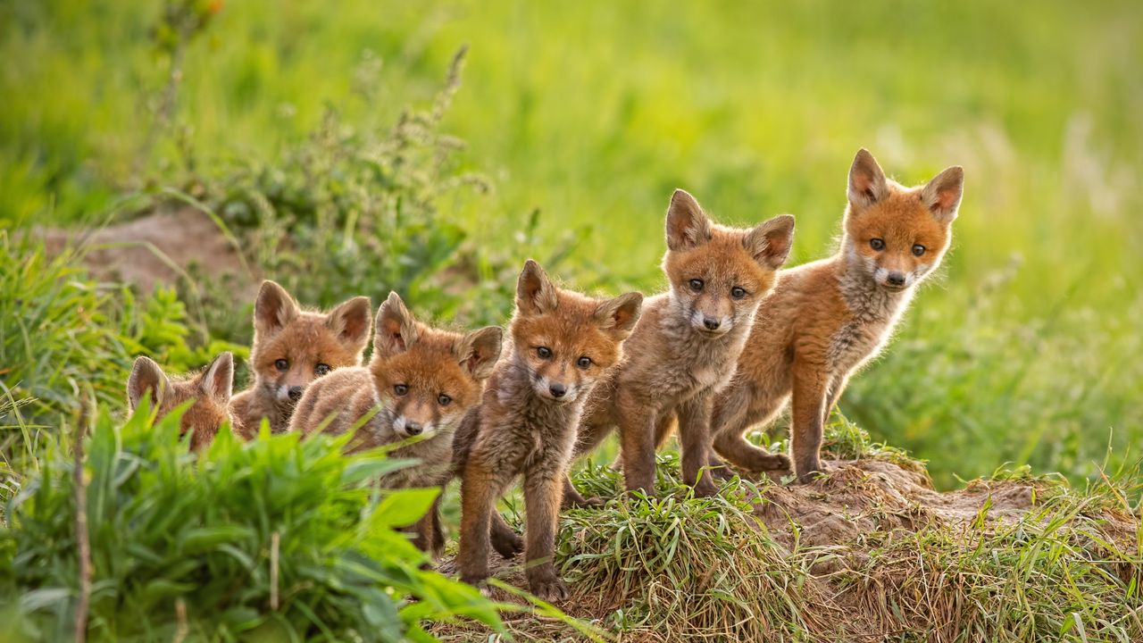 Cuccioli di volpe rossa vicino alla loro tana