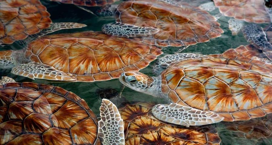 Green sea turtle hatchlings at Boatswain's Bay, Grand Cayman Island