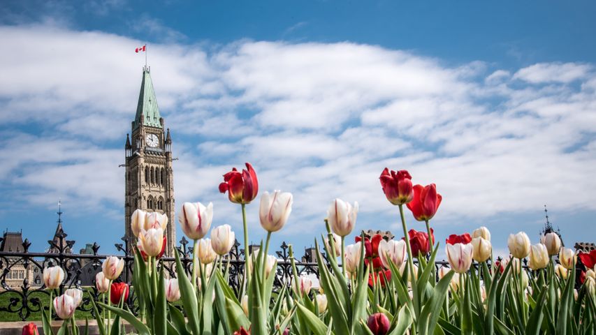 Tulips in front of the Parliament Buildings during the Tulip Festival in Ottawa