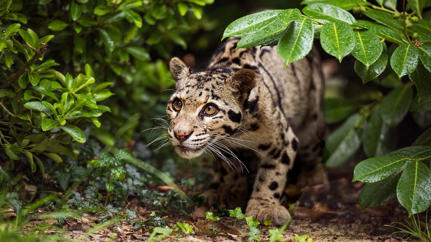 An Indian leopard on the prowl