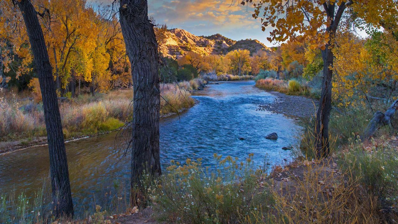 Cottonwood trees along the Rio Grande in autumn, New Mexico, USA 