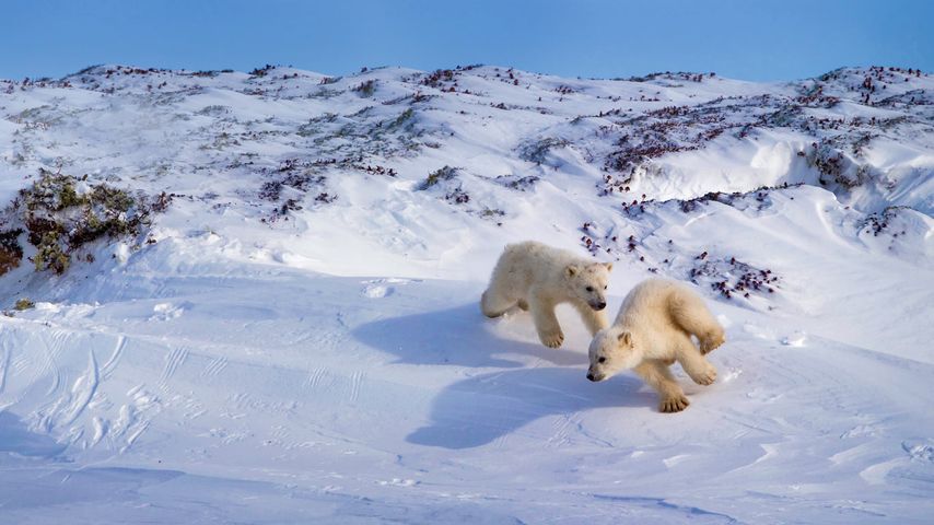 Polar bear cubs playing, Hudson Bay, Canada 