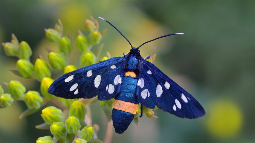 Nine-spotted moth in Switzerland