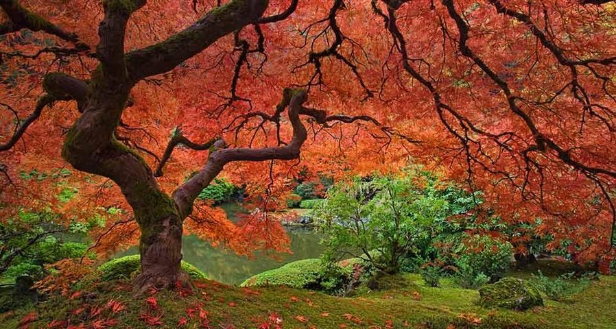 Japanese maple tree next to pond at the Portland Japanese Garden in Portland, Oregon, USA