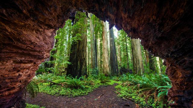 セコイアの森｣アメリカ, カリフォルニア州 - Bing Gallery · Peapix
