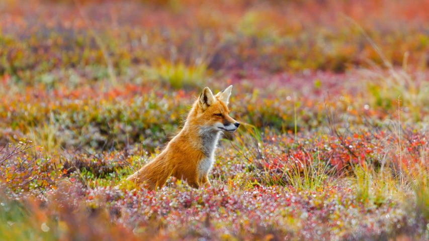 Red fox in Denali National Park and Preserve, Alaska 