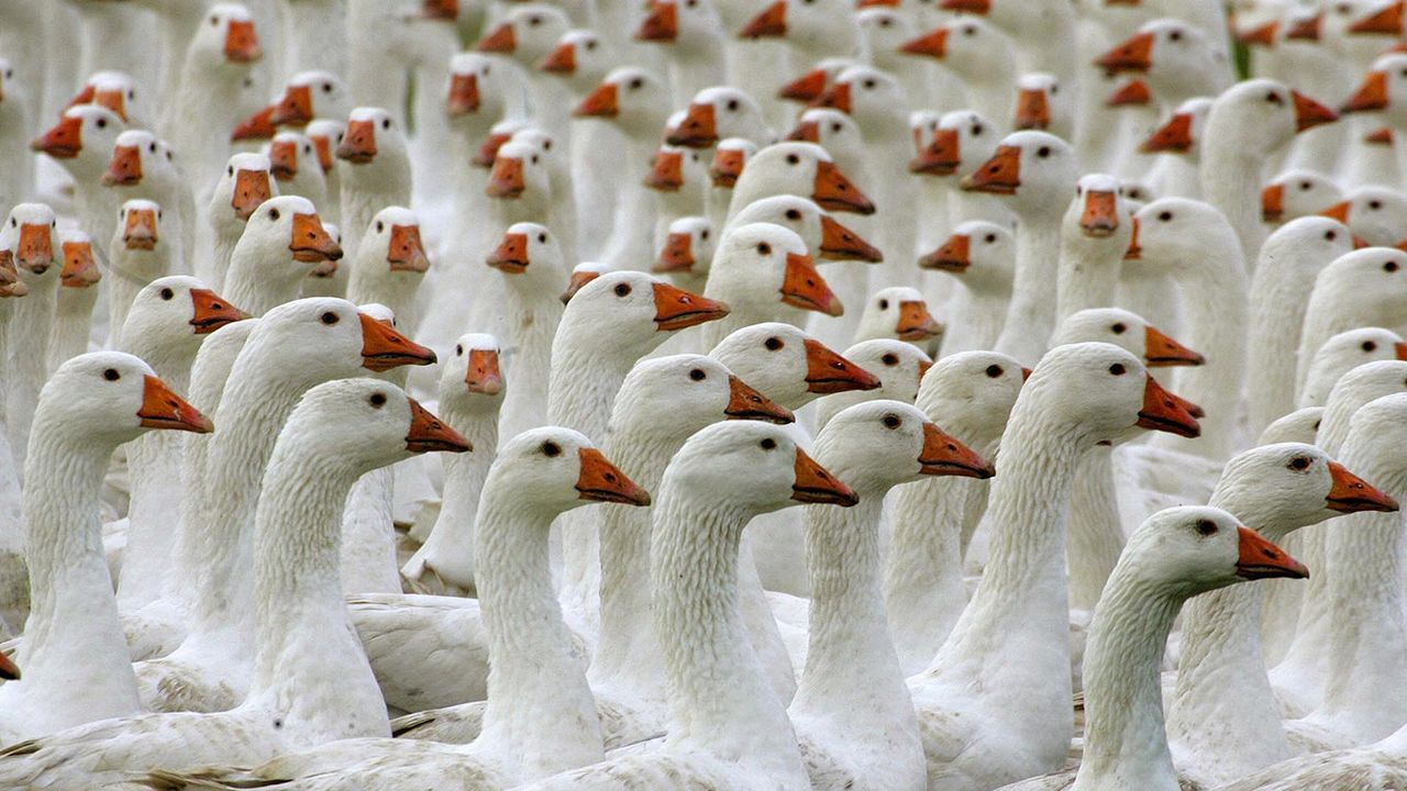 Gänse in Freilandhaltung auf einem Öko-Bauernhof in Brandenburg, Deutschland