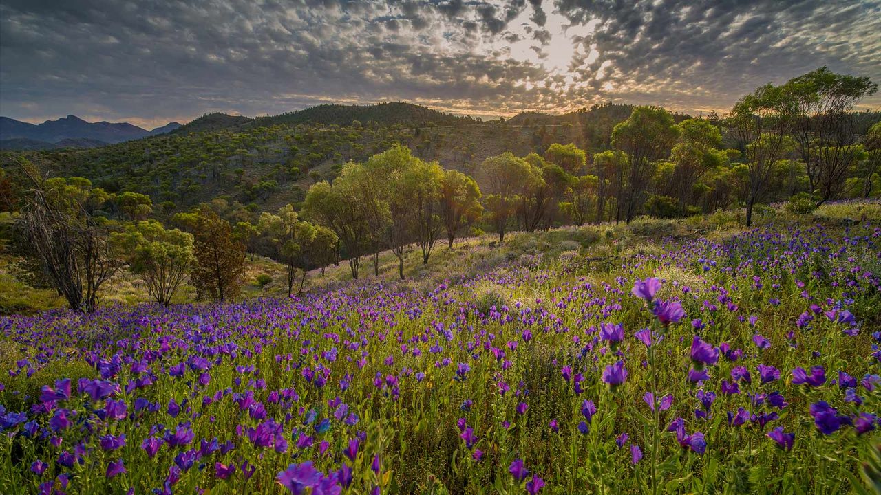 Wildflowers in the southern region of Flinders Ranges National Park, South Australia