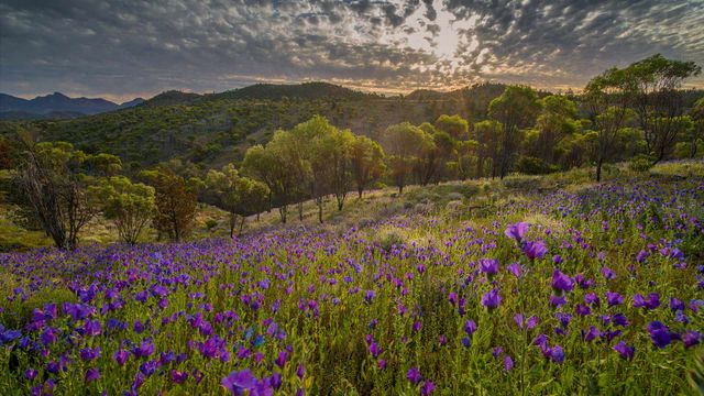 Wildflowers in the southern region of Flinders Ranges National Park, South Australia