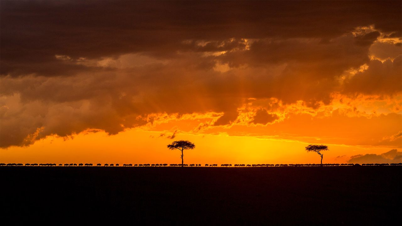 Blue wildebeest herd migrating at sunset, Maasai Mara National Reserve, Kenya