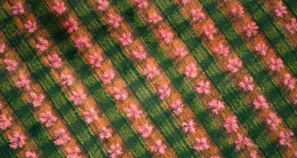 Aerial view of a peach orchard in full springtime bloom near Chesnee, South Carolina, USA
