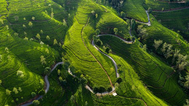 Edinburgh Tea Estate, Nuwara Eliya, Sri Lanka