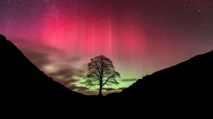 Aurora borealis over Sycamore Gap Tree, Hadrian's Wall, Northumberland, England