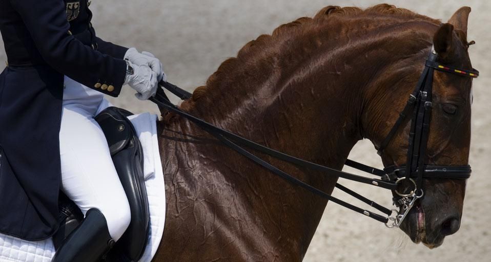 Cheval et cavalier de dressage