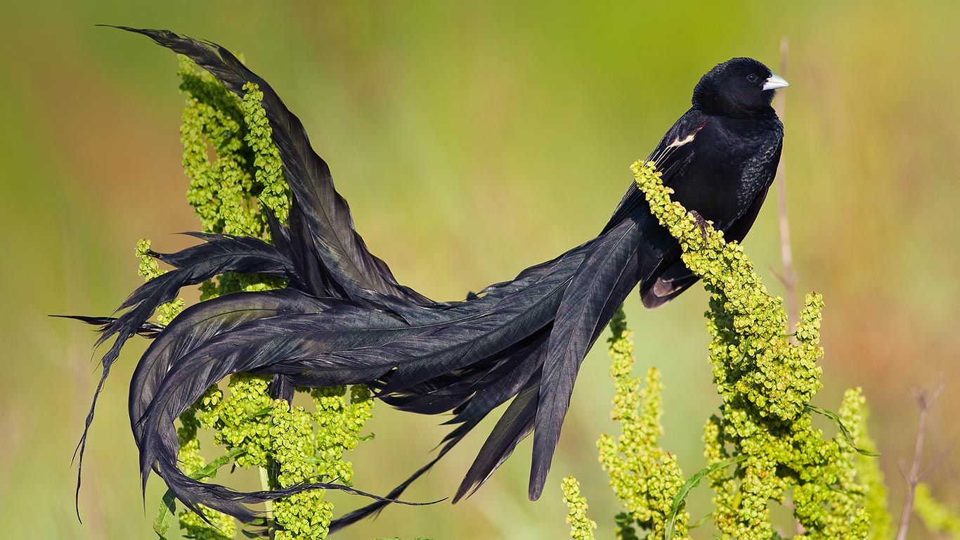 Long-tailed widowbird male in breeding plumage, Marievale Bird ...