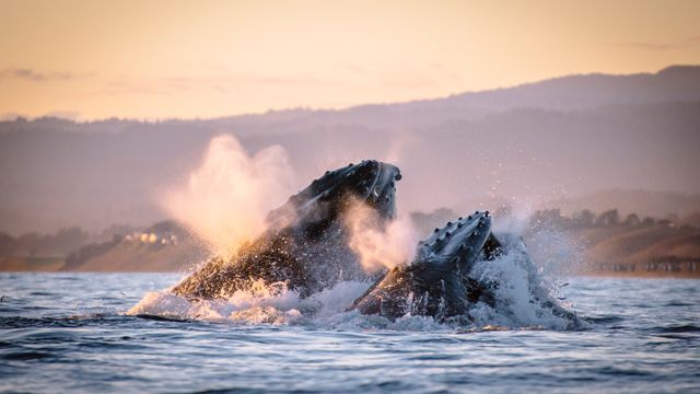 Humpback whales, Monterey Bay, California, United States