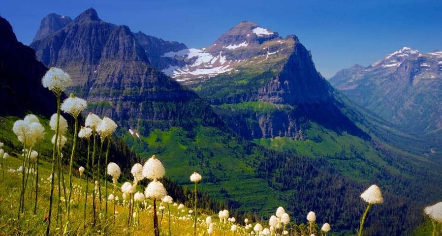 Mt. Clements and Mt. Oberlin viewed from the Highline Trail with bear grass in bloom, Glacier National Park, Montana