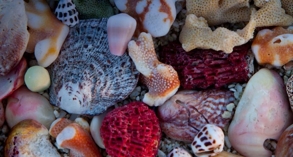 Coral reef on seashore, Great Barrier Reef