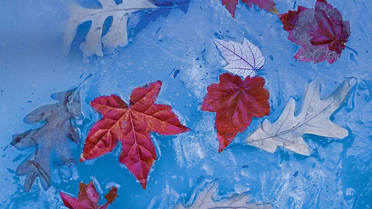Feuilles d’automne gelées par la glace, Julian Price Memorial Park, Caroline du Nord, États-Unis