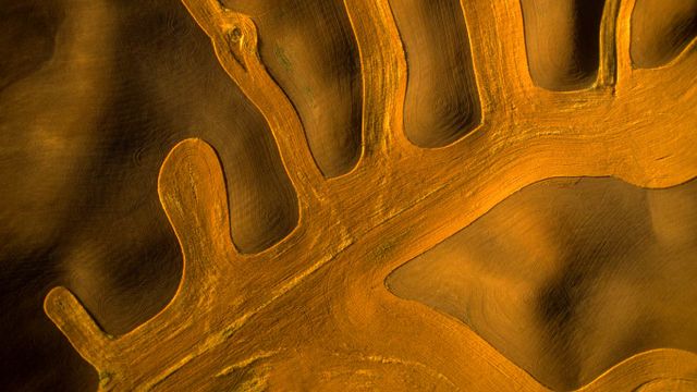 Aerial view of contour farming in the Palouse, Washington