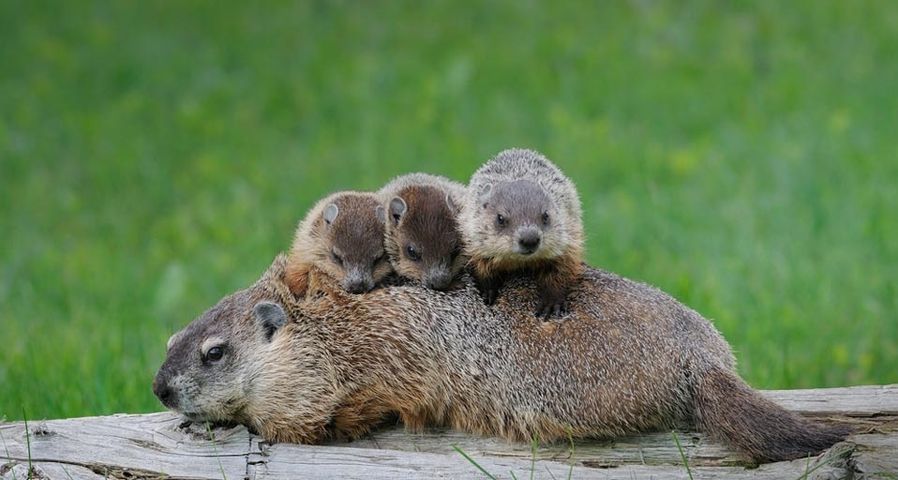Groundhog siblings in a green meadow near Ontario, Canada