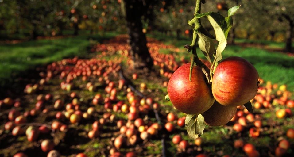 Delicious apples