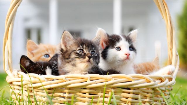 Panier rempli de chatons