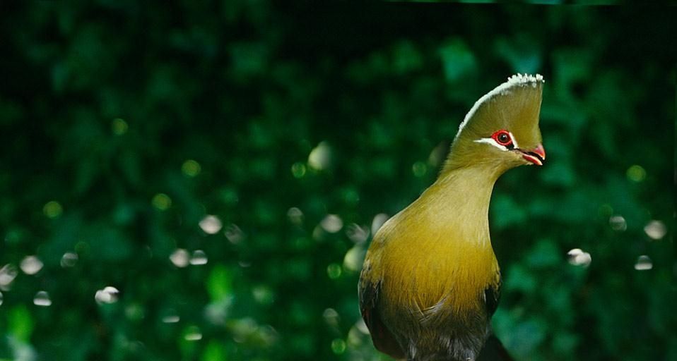 Knysna Lourie in Knysna, South Africa