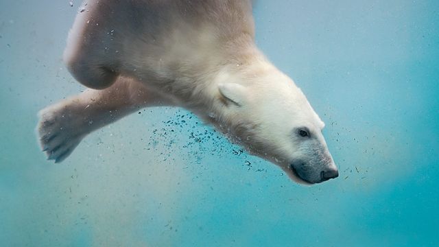 Ours blanc en plein plongeon
