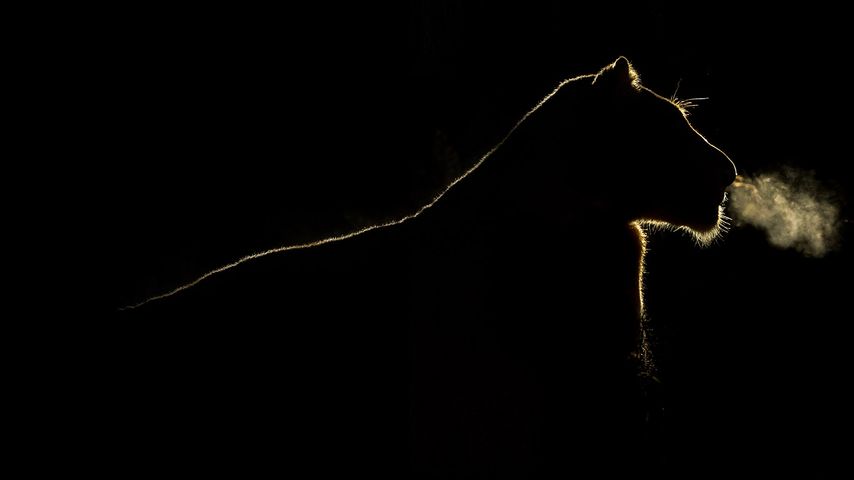 A lioness at night in the Sabi Sand Game Reserve, South Africa