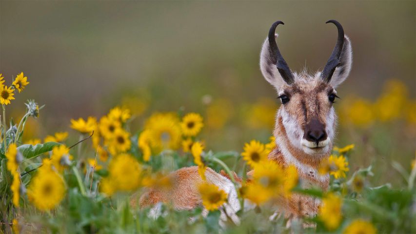 Berrendo tumbado entre las flores