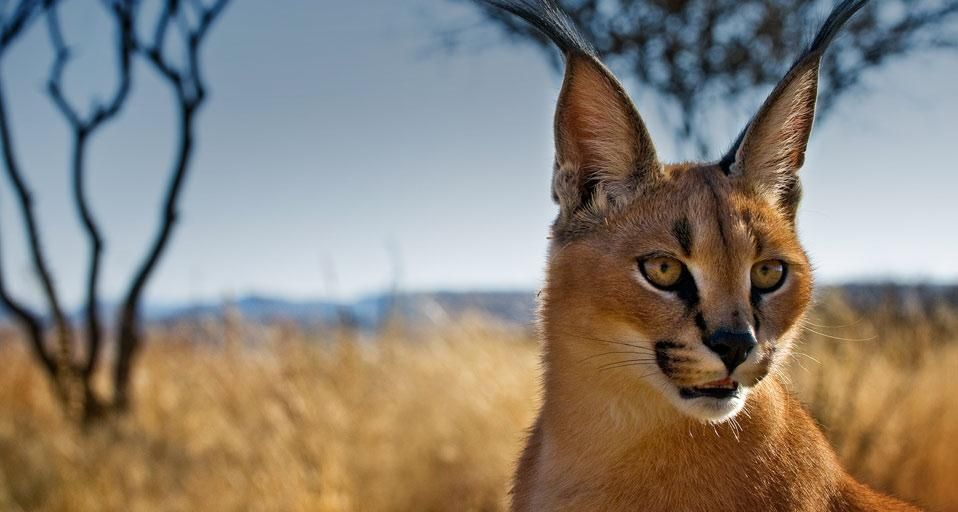 Young caracal in a wildlife sanctuary near Windhoek, Namibia