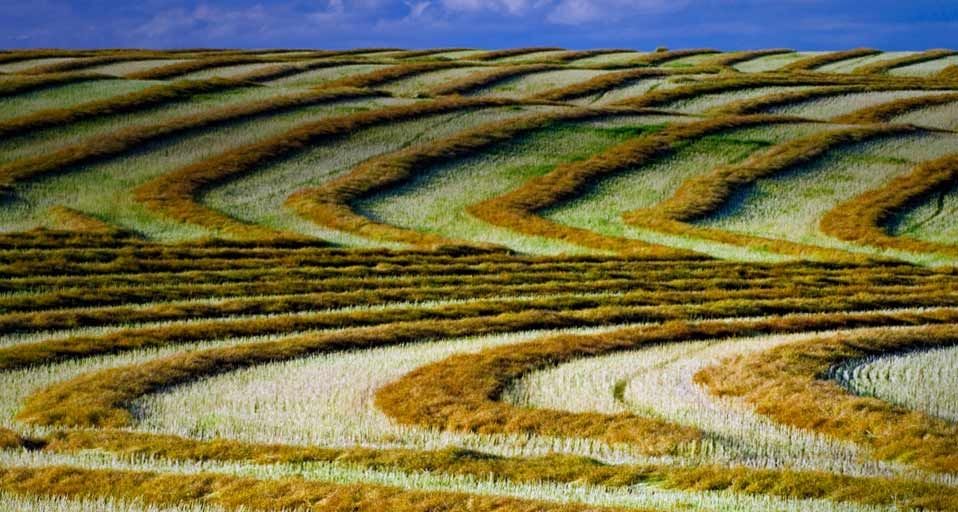 Patterned rows of swathed canola (rape seed) drying in the field prior to harvest